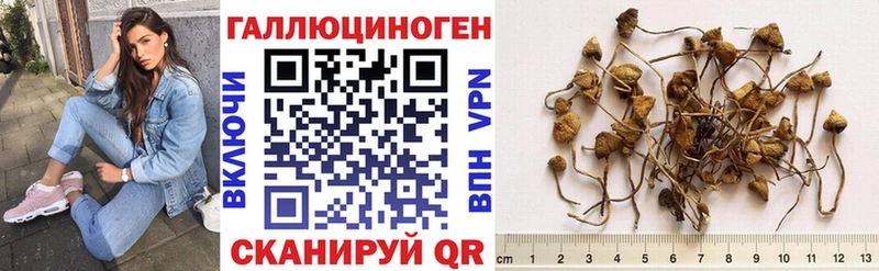 Галлюциногенные грибы Psilocybe Купить закладки Суджа